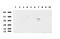 Jun Proto-Oncogene, AP-1 Transcription Factor Subunit antibody, LS-C796816, Lifespan Biosciences, Western Blot image 