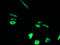 Tetraspanin 15 antibody, A61558-100, Epigentek, Immunofluorescence image 