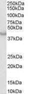 Caspase 4 antibody, PA5-18300, Invitrogen Antibodies, Western Blot image 