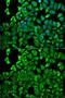 Proteasome 26S Subunit, Non-ATPase 2 antibody, GTX33439, GeneTex, Immunofluorescence image 