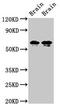 Syntaxin Binding Protein 1 antibody, LS-C671798, Lifespan Biosciences, Western Blot image 