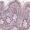 BSD Domain Containing 1 antibody, PA5-56712, Invitrogen Antibodies, Immunohistochemistry frozen image 