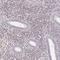EMX2 antibody, NBP2-39052, Novus Biologicals, Immunohistochemistry frozen image 