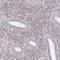 Empty Spiracles Homeobox 2 antibody, NBP2-39052, Novus Biologicals, Immunohistochemistry frozen image 