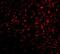 Adhesion G Protein-Coupled Receptor A2 antibody, NBP1-76844, Novus Biologicals, Immunofluorescence image 