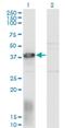 ELL Associated Factor 1 antibody, H00085403-M05, Novus Biologicals, Western Blot image 