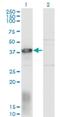 ELL-associated factor 1 antibody, H00085403-M05, Novus Biologicals, Western Blot image 