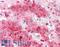 Catechol-O-Methyltransferase antibody, LS-A8836, Lifespan Biosciences, Immunohistochemistry frozen image 