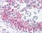 Matrix Metallopeptidase 23B antibody, 48-566, ProSci, Immunohistochemistry frozen image 