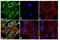 Heat Shock Protein Family B (Small) Member 1 antibody, PA1-005, Invitrogen Antibodies, Immunofluorescence image 