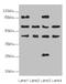 CCT antibody, LS-C675764, Lifespan Biosciences, Western Blot image 