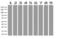 PYM Homolog 1, Exon Junction Complex Associated Factor antibody, LS-C796967, Lifespan Biosciences, Western Blot image 