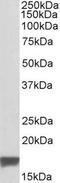 Translocator protein antibody, PA5-18565, Invitrogen Antibodies, Western Blot image 