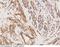 Caveolin 2 antibody, 100665-T08, Sino Biological, Immunohistochemistry frozen image 