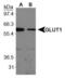 Solute Carrier Family 2 Member 1 antibody, PA1-46152, Invitrogen Antibodies, Western Blot image 