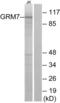 Glutamate Metabotropic Receptor 7 antibody, abx015334, Abbexa, Western Blot image 