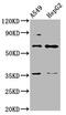 T-Box 4 antibody, LS-C682330, Lifespan Biosciences, Western Blot image 