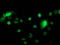 p53 antibody, LS-C172899, Lifespan Biosciences, Immunofluorescence image 