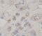 TNF Alpha Induced Protein 3 antibody, FNab10029, FineTest, Immunohistochemistry paraffin image 