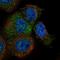 Myomesin 3 antibody, NBP1-81961, Novus Biologicals, Immunocytochemistry image 