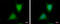 WDYHV Motif Containing 1 antibody, GTX120298, GeneTex, Immunofluorescence image 