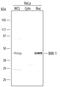 BMI1 Proto-Oncogene, Polycomb Ring Finger antibody, MAB33341, R&D Systems, Western Blot image 