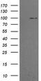 p101-PI3K antibody, CF505879, Origene, Western Blot image 