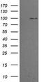 Phosphoinositide-3-Kinase Regulatory Subunit 5 antibody, CF505879, Origene, Western Blot image 