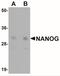 Nanog Homeobox antibody, NBP1-77109, Novus Biologicals, Western Blot image 