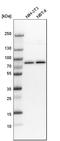 Moesin antibody, HPA011135, Atlas Antibodies, Western Blot image 