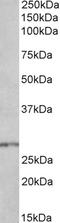 Homeobox B9 antibody, STJ72227, St John