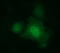 Indoleamine 2,3-Dioxygenase 1 antibody, LS-C174762, Lifespan Biosciences, Immunofluorescence image 