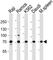 Tyrosine-protein kinase BTK antibody, F52632-0.4ML, NSJ Bioreagents, Western Blot image 