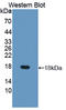 Dual Specificity Phosphatase 5 antibody, LS-C373428, Lifespan Biosciences, Western Blot image 