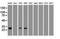 Noggin antibody, NBP1-47881, Novus Biologicals, Western Blot image 