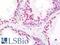Thyroid Hormone Receptor Associated Protein 3 antibody, LS-B11040, Lifespan Biosciences, Immunohistochemistry frozen image 