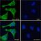C-X3-C Motif Chemokine Receptor 1 antibody, 43-638, ProSci, Enzyme Linked Immunosorbent Assay image 