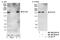 DExH-Box Helicase 29 antibody, NB100-2334, Novus Biologicals, Western Blot image 