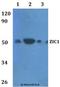 Zic Family Member 1 antibody, A05537-2, Boster Biological Technology, Western Blot image 
