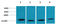 Cytochrome C Oxidase Subunit 4I1 antibody, STJ97368, St John
