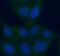 Aldehyde Dehydrogenase 8 Family Member A1 antibody, FNab00300, FineTest, Immunofluorescence image 