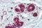 Insulin Degrading Enzyme antibody, MBS242756, MyBioSource, Immunohistochemistry paraffin image 
