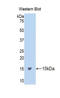 Caspase 4 antibody, LS-C300792, Lifespan Biosciences, Western Blot image 