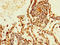 Thyroid Hormone Responsive antibody, LS-C679799, Lifespan Biosciences, Immunohistochemistry paraffin image 