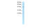 Recombination Signal Binding Protein For Immunoglobulin Kappa J Region antibody, 27-314, ProSci, Western Blot image 