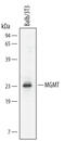 O-6-Methylguanine-DNA Methyltransferase antibody, MAB3299, R&D Systems, Western Blot image 