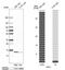 Formation Of Mitochondrial Complex V Assembly Factor 1 Homolog antibody, PA5-62214, Invitrogen Antibodies, Western Blot image 