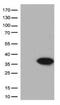 BCL2 Like 1 antibody, NBP2-70247, Novus Biologicals, Western Blot image 