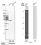 Leupaxin antibody, HPA043741, Atlas Antibodies, Western Blot image 