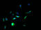 Transmembrane Phosphatase With Tensin Homology antibody, A50556-100, Epigentek, Immunofluorescence image 